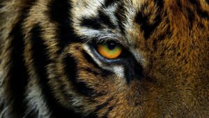 Captan a hombre pasear con un cachorro de tigre en Tulancingo, Hidalgo