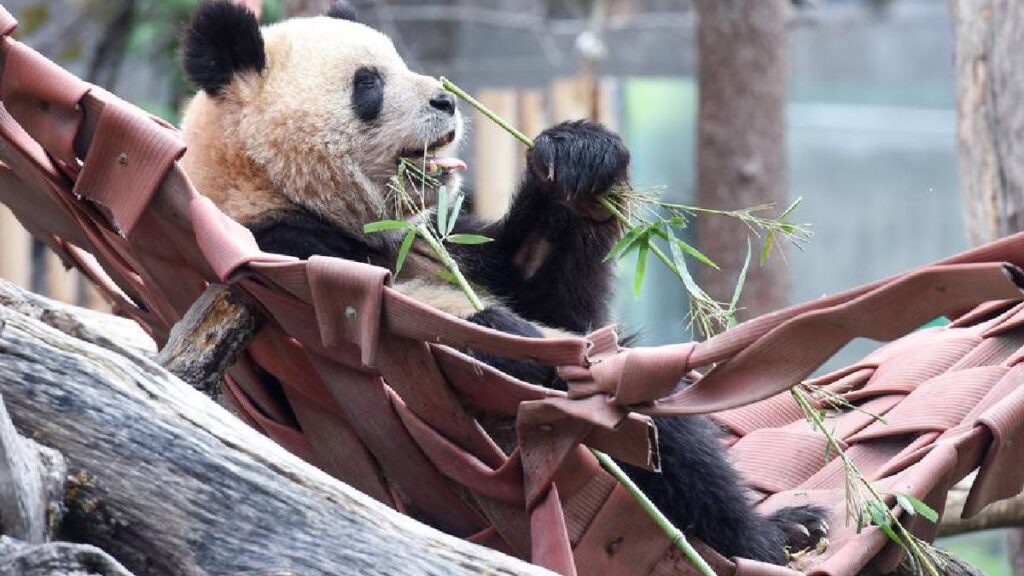 embajadores a España ahora se trata de pareja de osos pandas