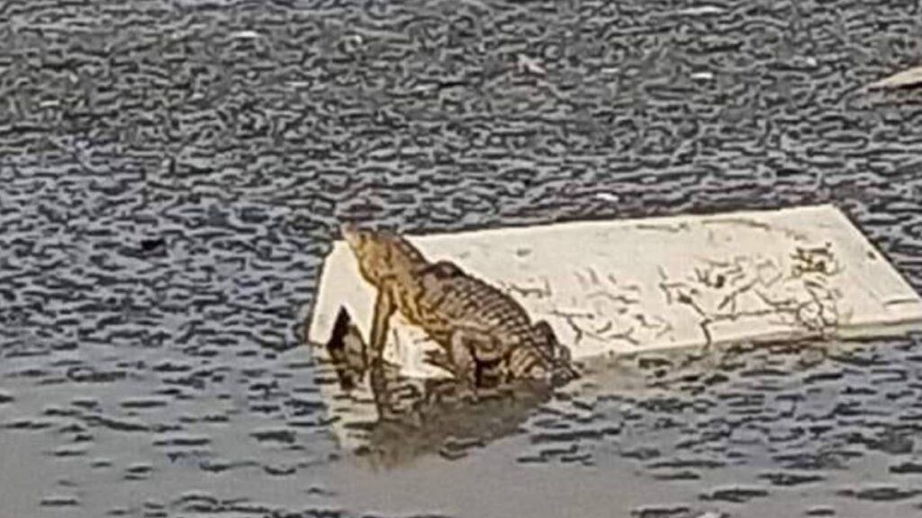 COCODRILO CUAUTITLAN IZCALLI