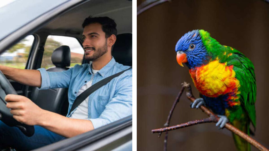 Conductor de Uber tiene un asistente muy peculiar, su lorito que siempre lo acompaña
