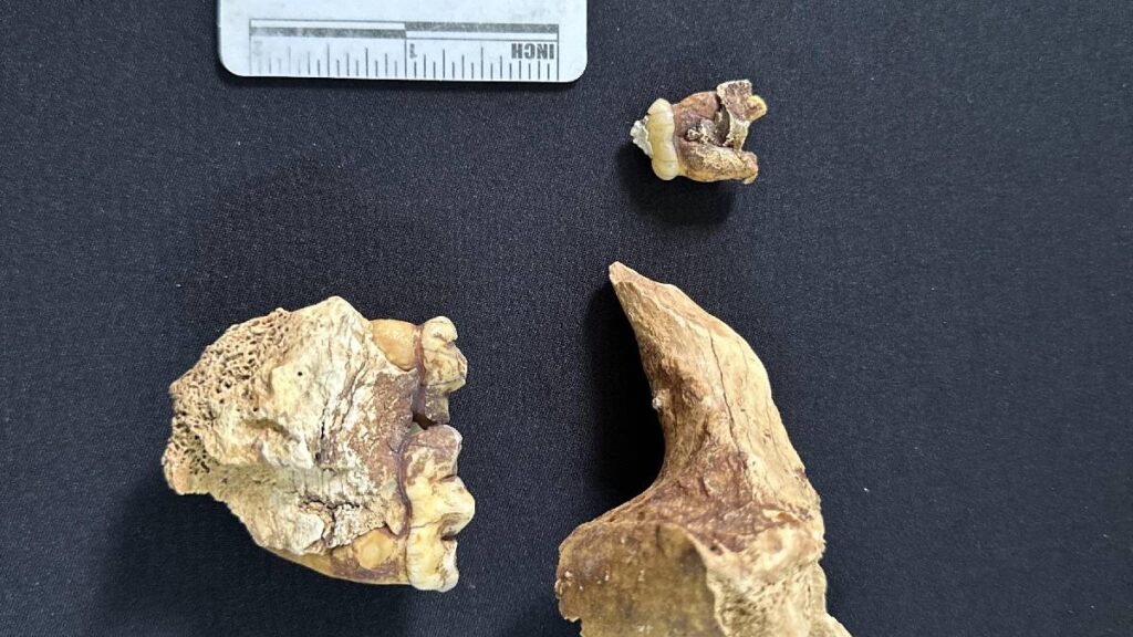 Hallan cueva de fósiles de panda en Asia