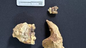 ¡Insólito hallazgo! Descubren yacimiento de fósiles de Panda en cueva más larga de Asia