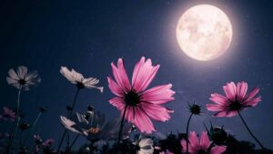 Fecha, horarios y tips para ver la “Luna Rosa” en México este 2026