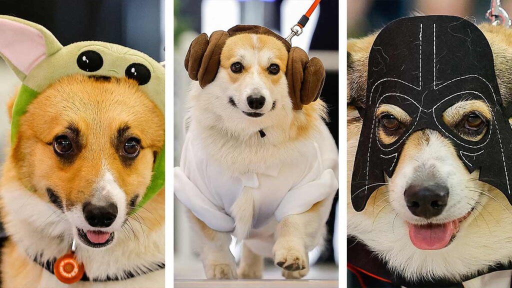 Perros Corgi participan en un desfile temático de Star Wars en Moscú