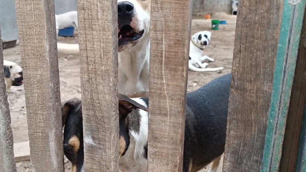 Refugio de animales es amenazado por el fuego en Tulum