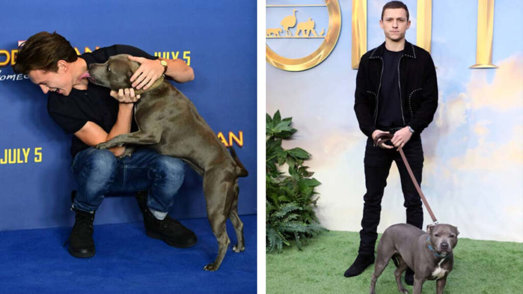 Tom Holland perrita Tessa