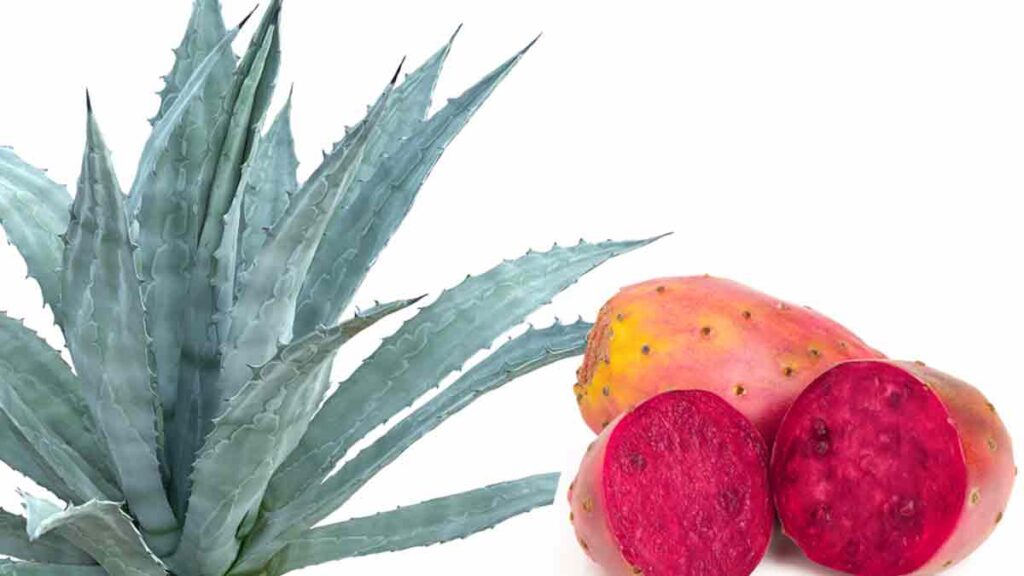 MAGUEY DE AGUAMIEL Y TUNAS ROJAS TRATAMIETNO DEL POLI PARA LA GASTRITIS