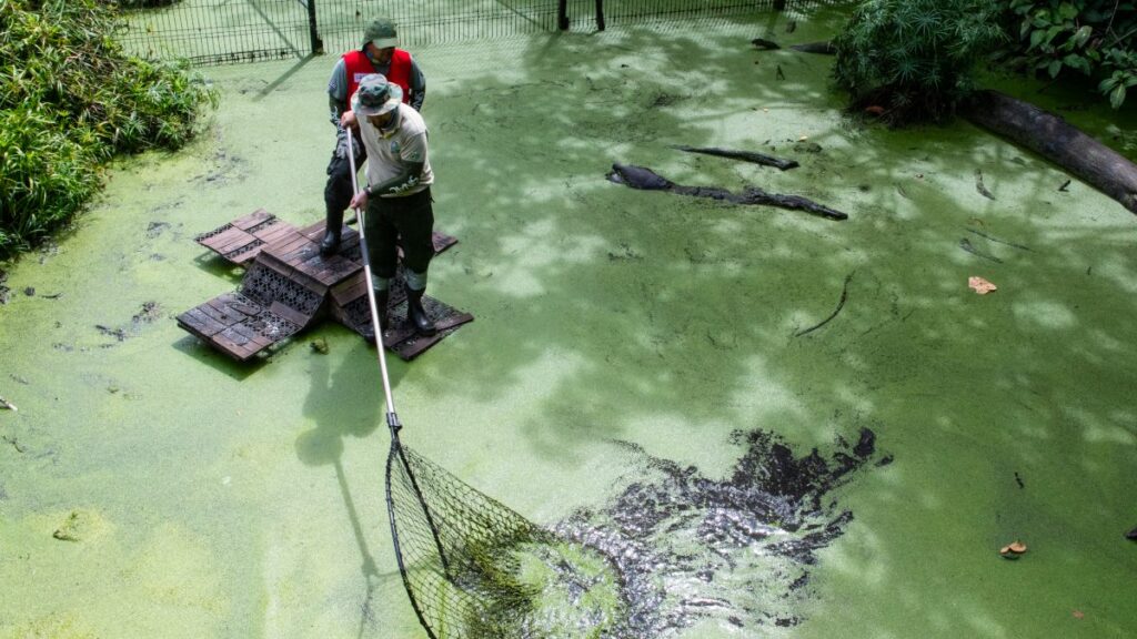 Traslado de animales en Costa Rica