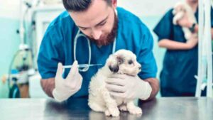 Día Mundial del Perro: ¿cada cuándo debes vacunar y desparasitar a tu mascota?
