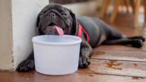 Recomendaciones de la SSC CDMX para proteger a los perros del calor