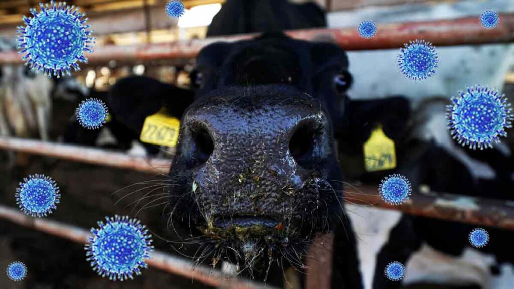 gripe aviar en humanos