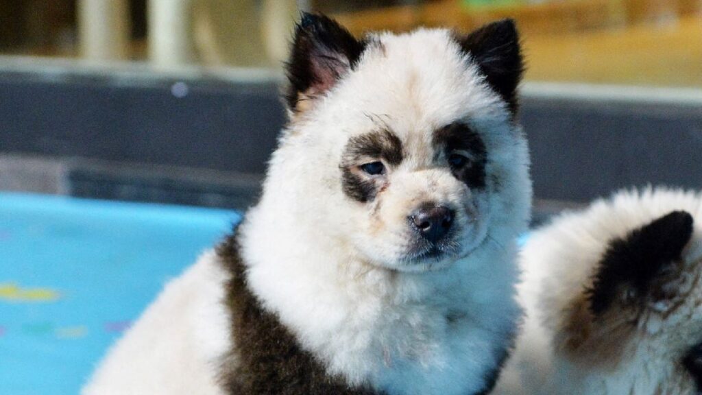 Perros Parecen Pandas Pintan Pelaje