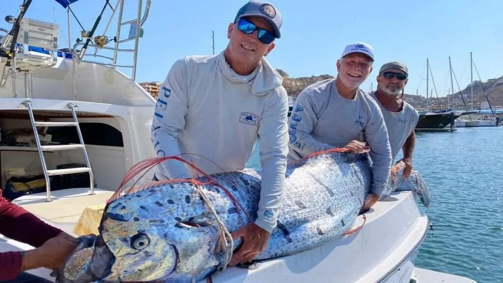 encuentran-pez-remo-en-los-cabos-bcs