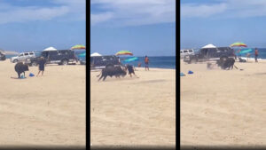 ¿Un toro en la playa? Se viraliza video del animal embistiendo a turistas