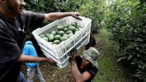 Exportaciones agropecuarias de México a Unión Europea abarcan apenas el 1% en primer trimestre del 2026