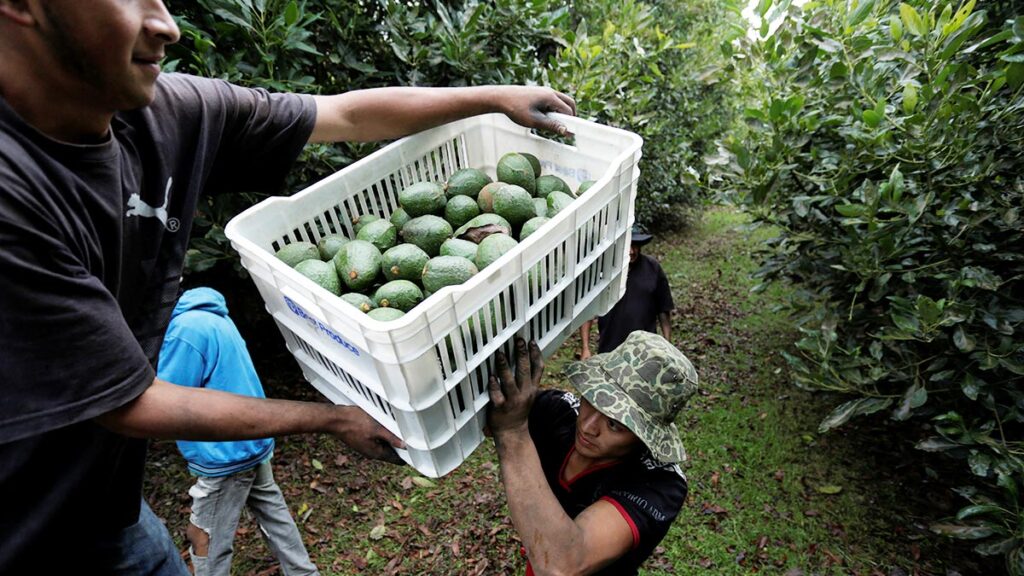 Ejército y Guardia Nacional reducen robos en producción de aguacate