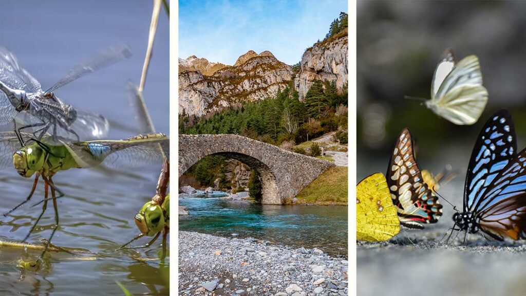 Paso de Bujaruelo insectos