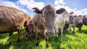 Vacas invaden cancha de futbol y sorprenden a jugadores en Michoacán