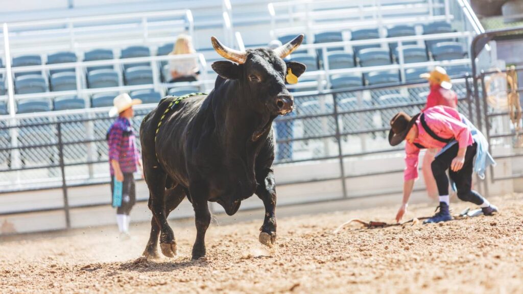Toro escapa del ruedo y deja 3 heridos en EU