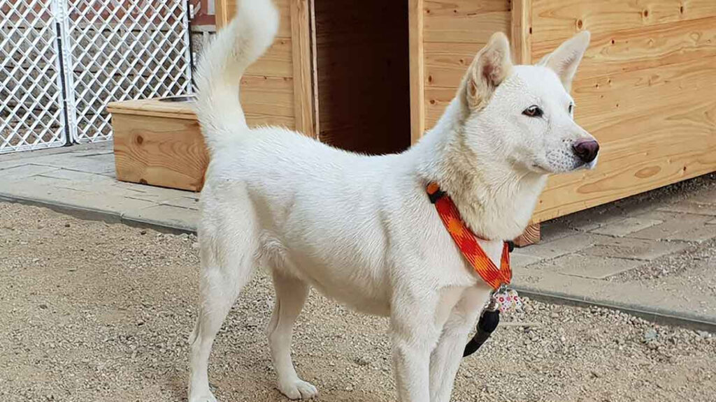 Perros Pungsan, estos son los perros que Corea del Norte le regaló a Putin