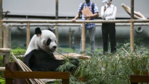 Primer "colegio del panda gigante" de China comienza a inscribir estudiantes, ¿te animas a estudiar?