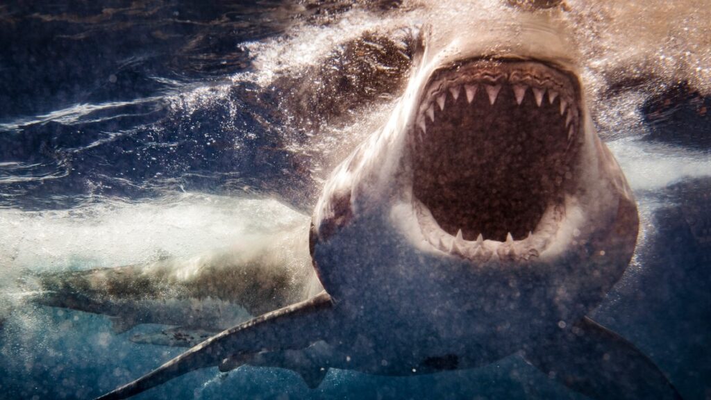 tiburón ataca a hombre que intentó regresarlo al mar