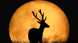Luna de Ciervo 2026: cuándo verla, a qué hora será y por qué recibe ese nombre