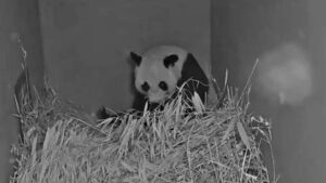 ¡Felicidad en el zoo! Nace segundo cachorro de panda gigante en Países Bajos