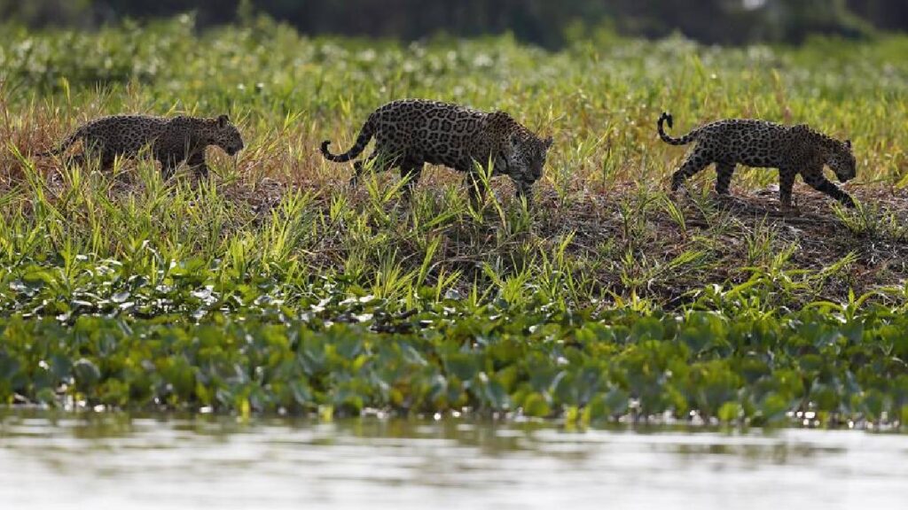 Sequia en pantanal brasil la más dura