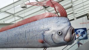 ¿Va a temblar? Sorprende video de pez remo nadando en Baja California Sur