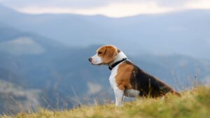 Suave rescate: salvan a siete perros atrapados en lo alto de una montaña en Pachuca, Hidalgo