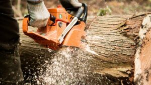 Talan árboles centenarios en Cuajimalpa; denuncian en redes daño ambiental