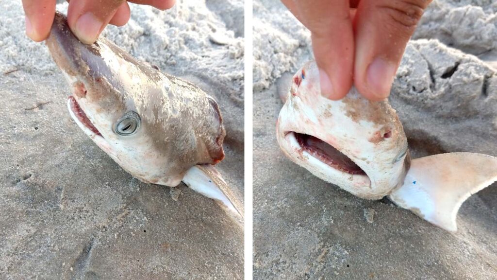 Tiburones dan positivo a cocaína en Brasil… ¿por qué?