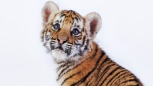 ¿De dónde salió? Captan cachorro de tigre caminando por la calle en Durango