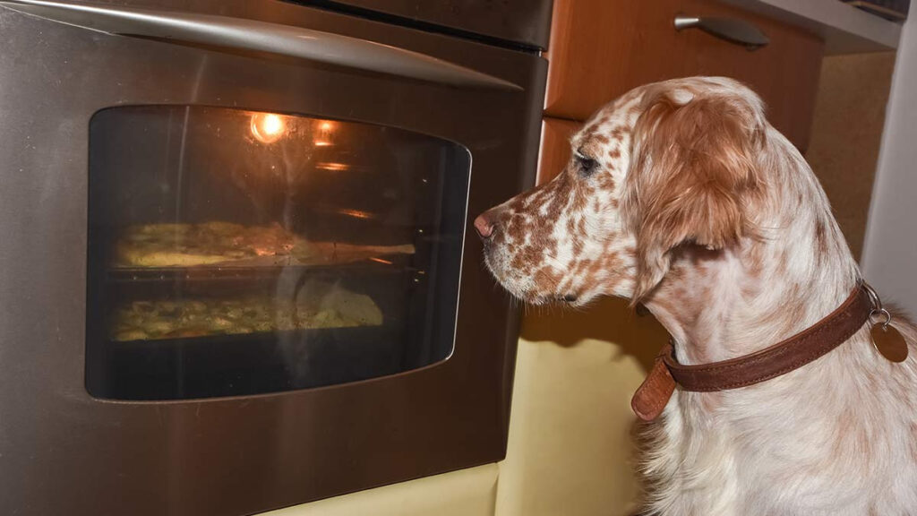 Samsung retira electrodomésticos por riesgo de incendios provocados por mascotas