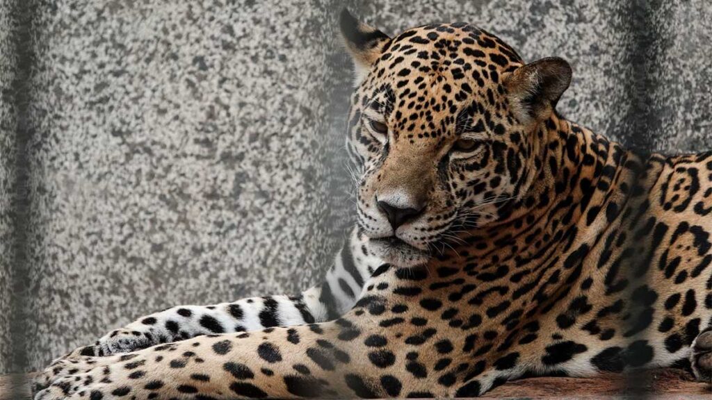 Fiscalía de SLP a la espera de denuncia por muerte de jaguar en la Huasteca Potosina
