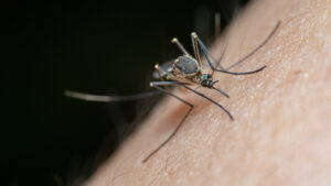 Secuencian por primera vez en México genoma de Chikungunya ECSA