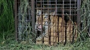 Capturan a tigre que escapó del zoológico Quinta La Fauna, en Reynosa, Tamaulipas; ¿cómo lo atraparon?