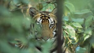 ¡Está prófugo! Usan jaulas para atrapar a un tigre suelto en Reynosa; atacó a dos puercos