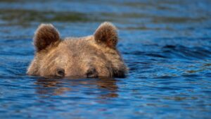 Sorprende oso a turistas dándose baño en playa de California; video