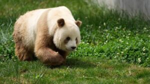 Captan en China a panda gigante marrón, uno de los animales más raros del mundo