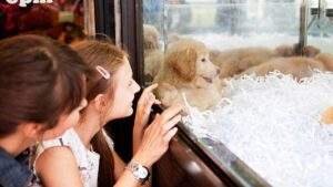 Prohíben la venta de animales en tiendas de mascotas de España; ve a cuánto asciende la multa si los establecimientos incumplen la medida