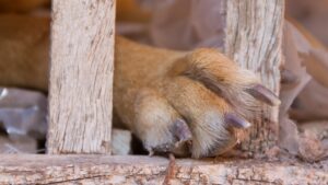 Indignación en Puebla por presunto envenenamiento de perros en Ahuehuetzingo
