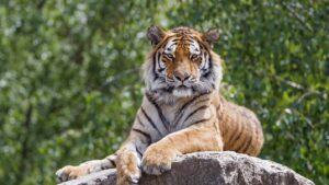 Me pareció ver un lindo gatito: alertan por tigre suelto en Elota, Sinaloa