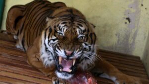 Profepa no puede rescatar a tigre suelto en Sinaloa por ola de violencia