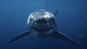 Hombre sobrevive a ataque de tiburón en Australia; su tabla quedó con gran mordida