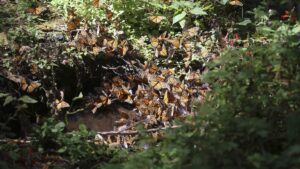 UNAM advierte que la ruta migratoria de la mariposa monarca está en riesgo de fragmentarse: ve las razones