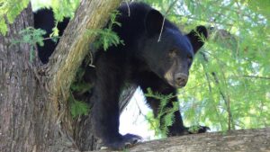 ¡Se enojó! Oso ataca a una mujer en Chipinque, Nuevo León