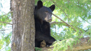 ¡Qué angustia! Oso se mete a cabaña en Nuevo León y se lleva la comida