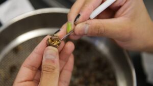 De las estrellas al suelo: Semillas espaciales de olivo germinan en la Tierra